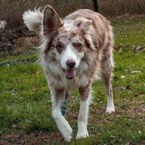 Enlarge Pilot, a ADOPTABLE Border Collie in Brewster, NY image 3/6