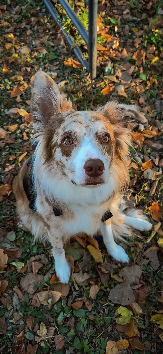 Pilot, ADOPTABLE, Adult Male Border Collie.