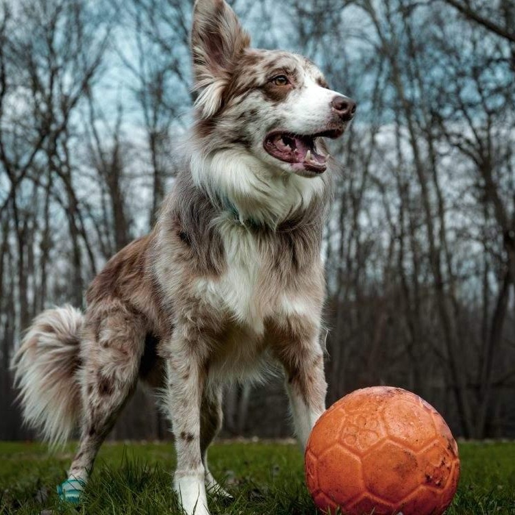 Enlarge Pilot, a ADOPTABLE Border Collie in Brewster, NY image 2/6