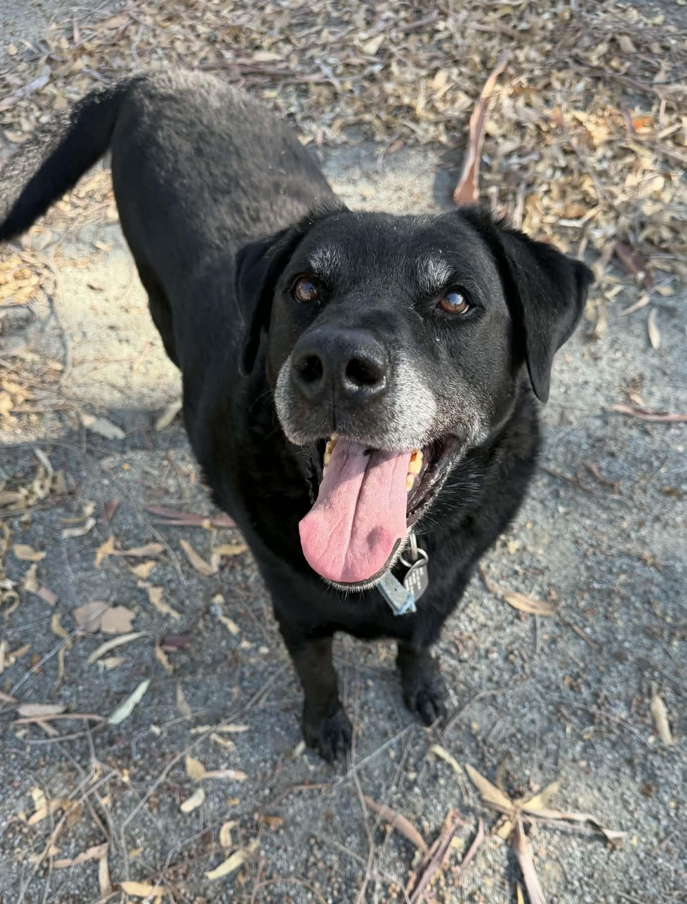 Alfred, ADOPTABLE, Senior Male Labrador Retriever.