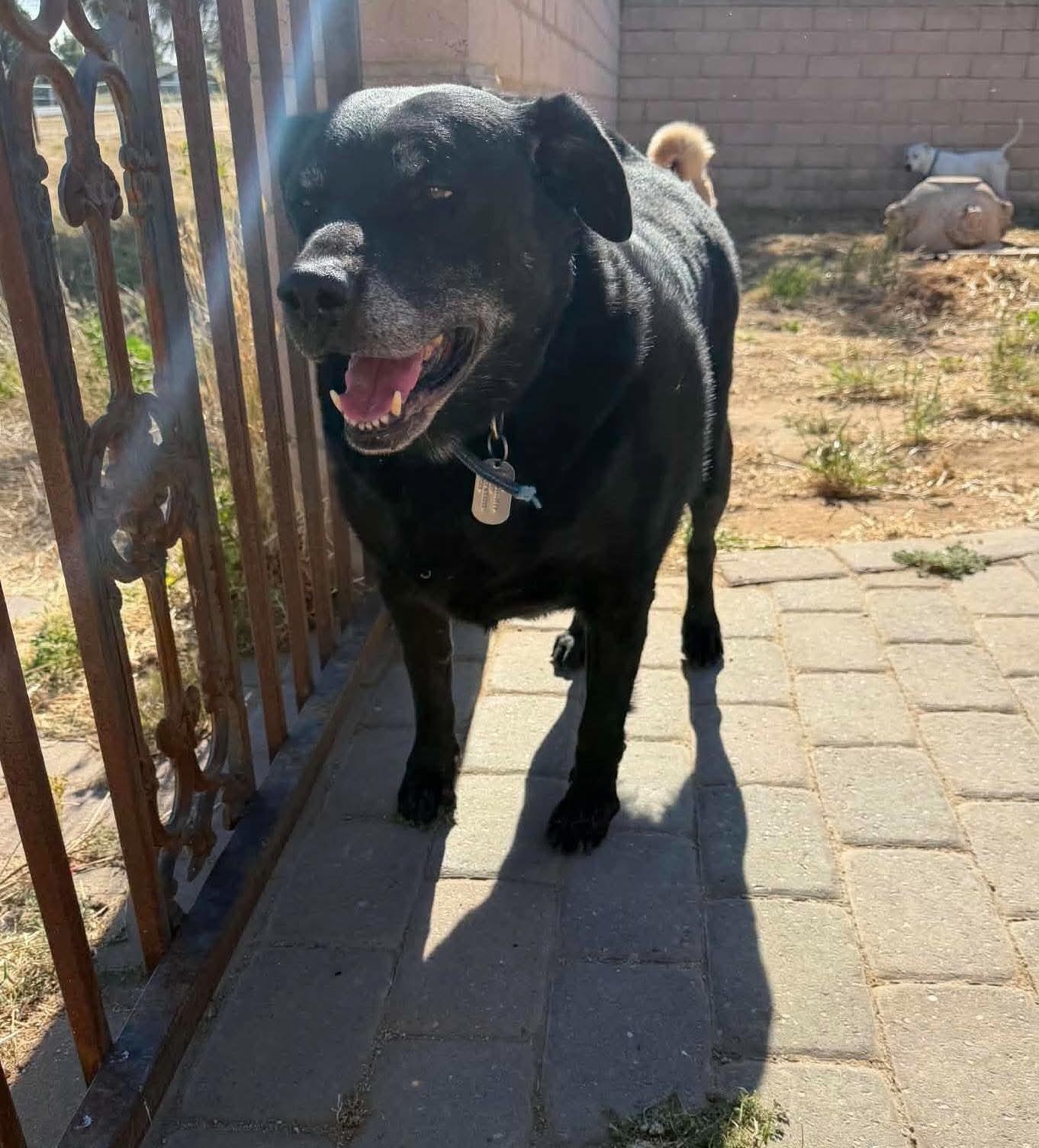 Alfred, a ADOPTABLE mixed breed in Beavercreek, OR image 2/6