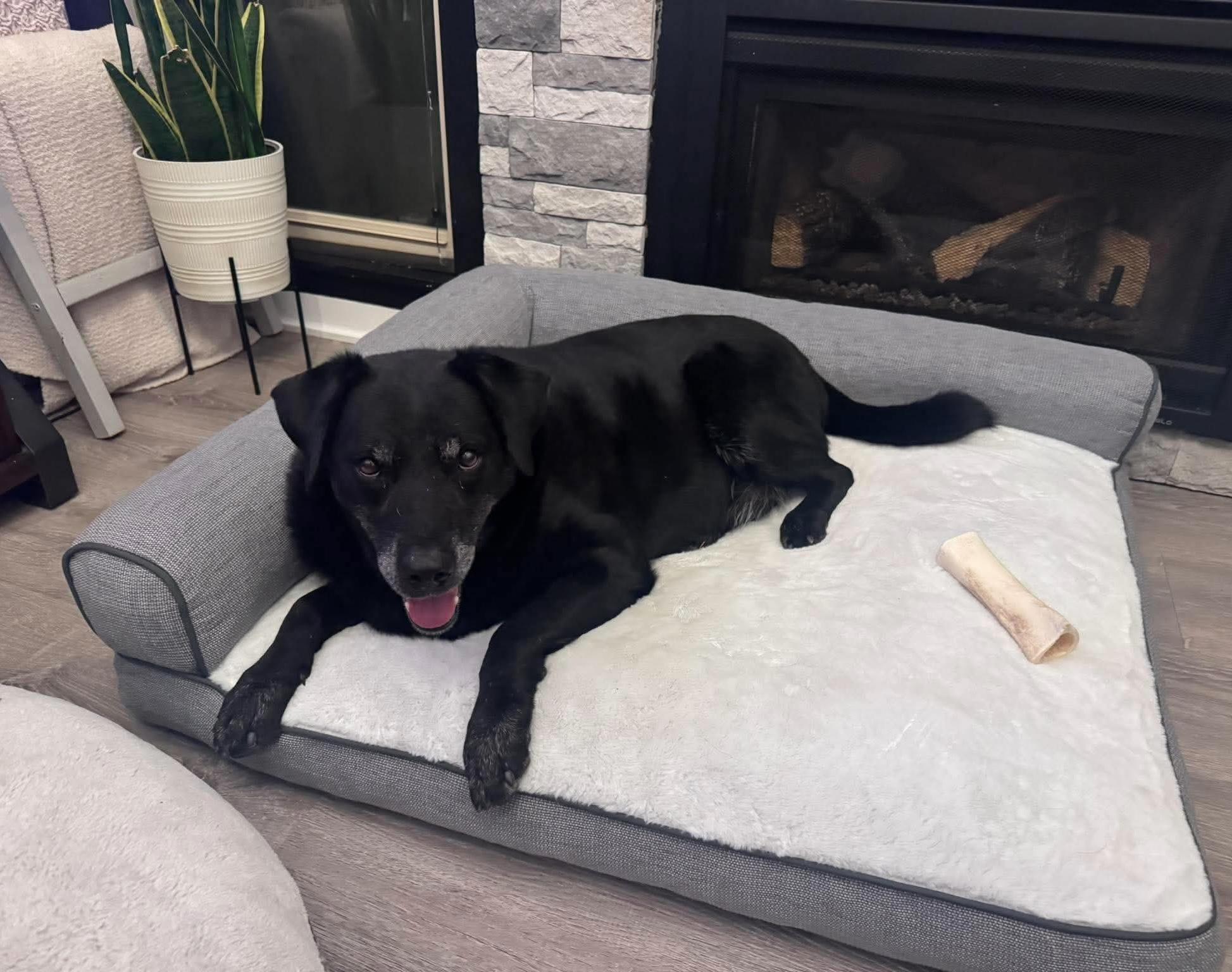 Alfred, a ADOPTABLE mixed breed in Beavercreek, OR image 6/6