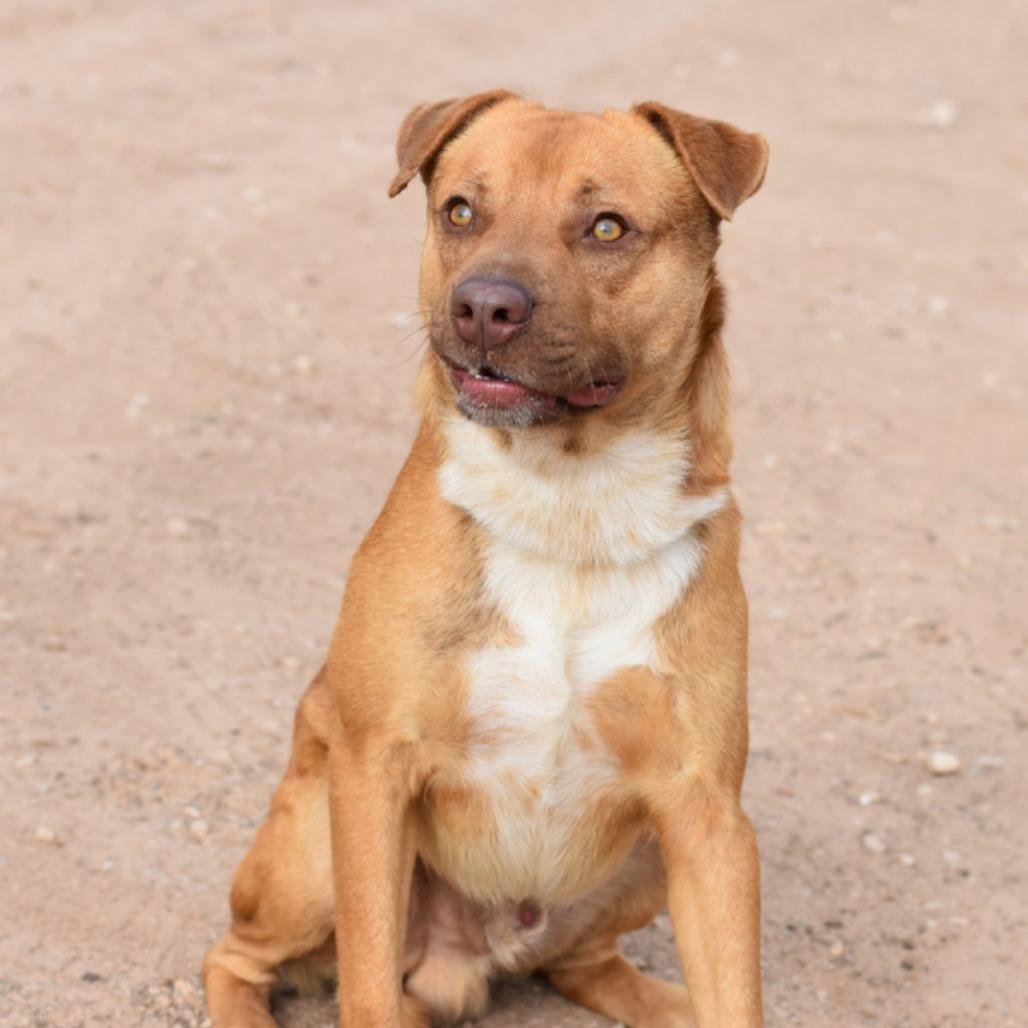 Bernie, Adoptable, Adult Male Labradoodle.