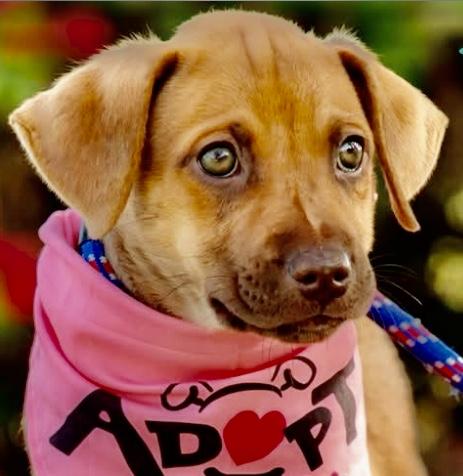 Enlarge Kona, an adopted mixed breed in Orlando, FL image 1/1