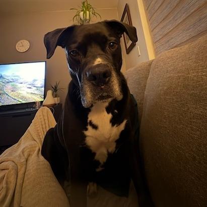 Josie, Adoptable, Adult Female Boxer & Black Labrador Retriever.