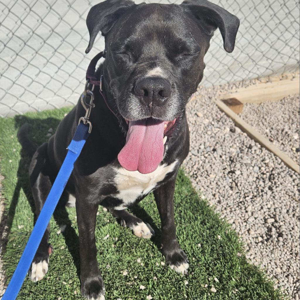 Enlarge Josie, a Adoptable mixed breed in Las Vegas, NV image 3/6