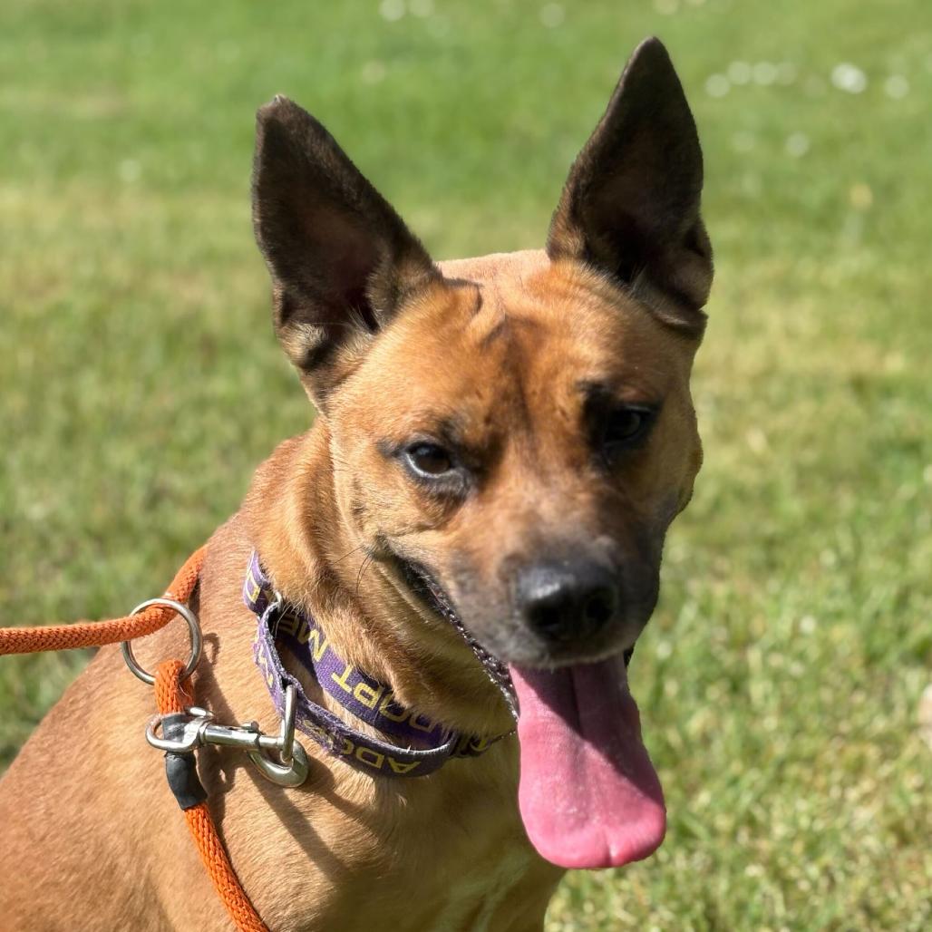 Abbie, Adoptable, Adult Female Cattle Dog & Belgian Shepherd / Malinois.
