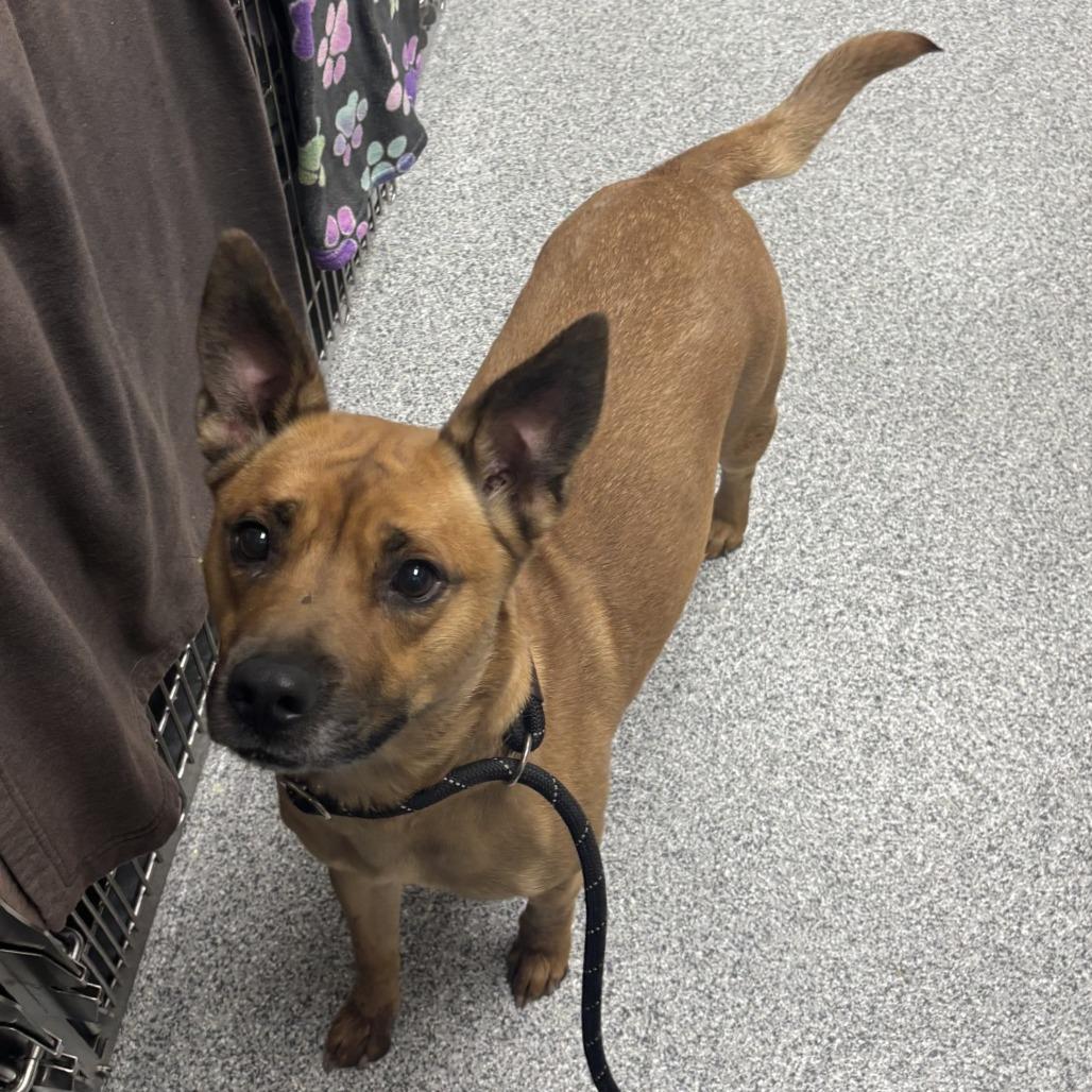 Abbie, a Adoptable mixed breed in Grand Rapids, MI image 2/4