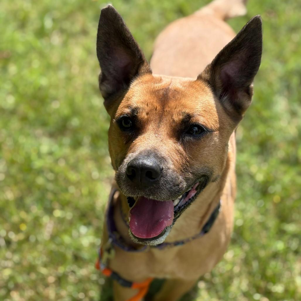 Abbie, a Adoptable mixed breed in Grand Rapids, MI image 3/4
