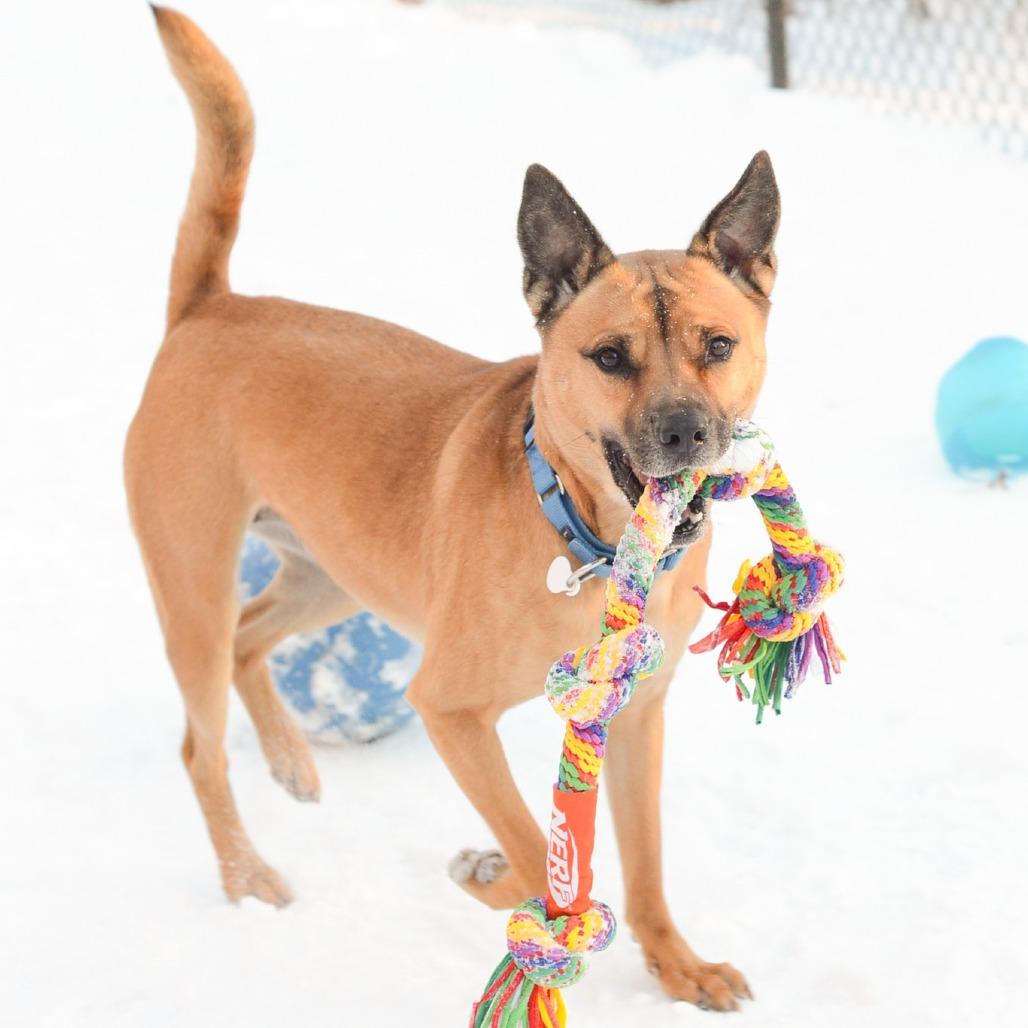 Enlarge Abbie, a Adoptable mixed breed in Grand Rapids, MI image 4/6