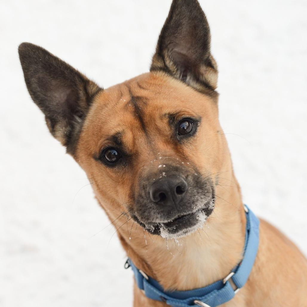 Enlarge Abbie, a Adoptable mixed breed in Grand Rapids, MI image 5/6