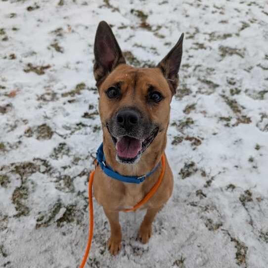 Abbie, a Adoptable mixed breed in Grand Rapids, MI image 4/4