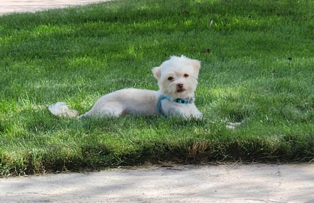 Enlarge Pixie, a Adoptable mixed breed in Salt Lake City, UT image 2/6