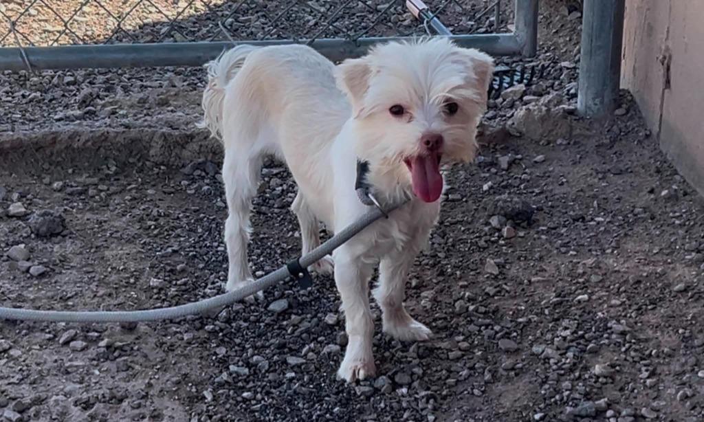 Enlarge Pixie, a Adoptable mixed breed in Salt Lake City, UT image 3/6