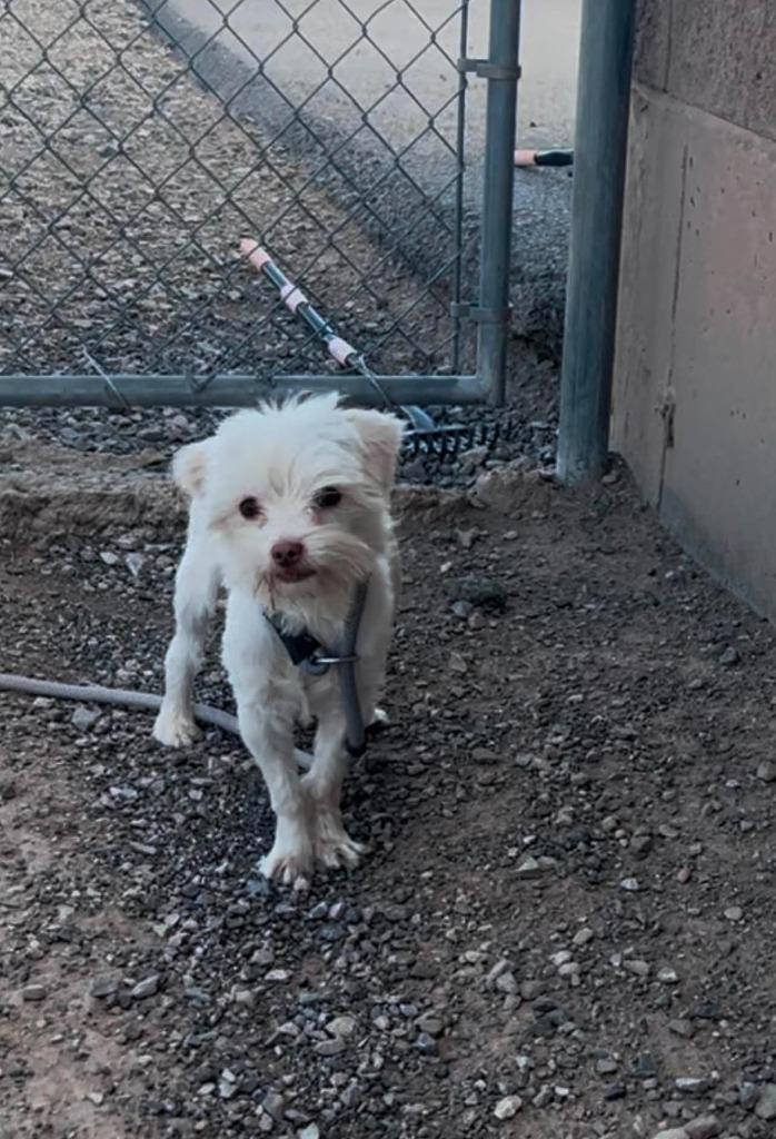 Enlarge Pixie, a Adoptable mixed breed in Salt Lake City, UT image 6/6