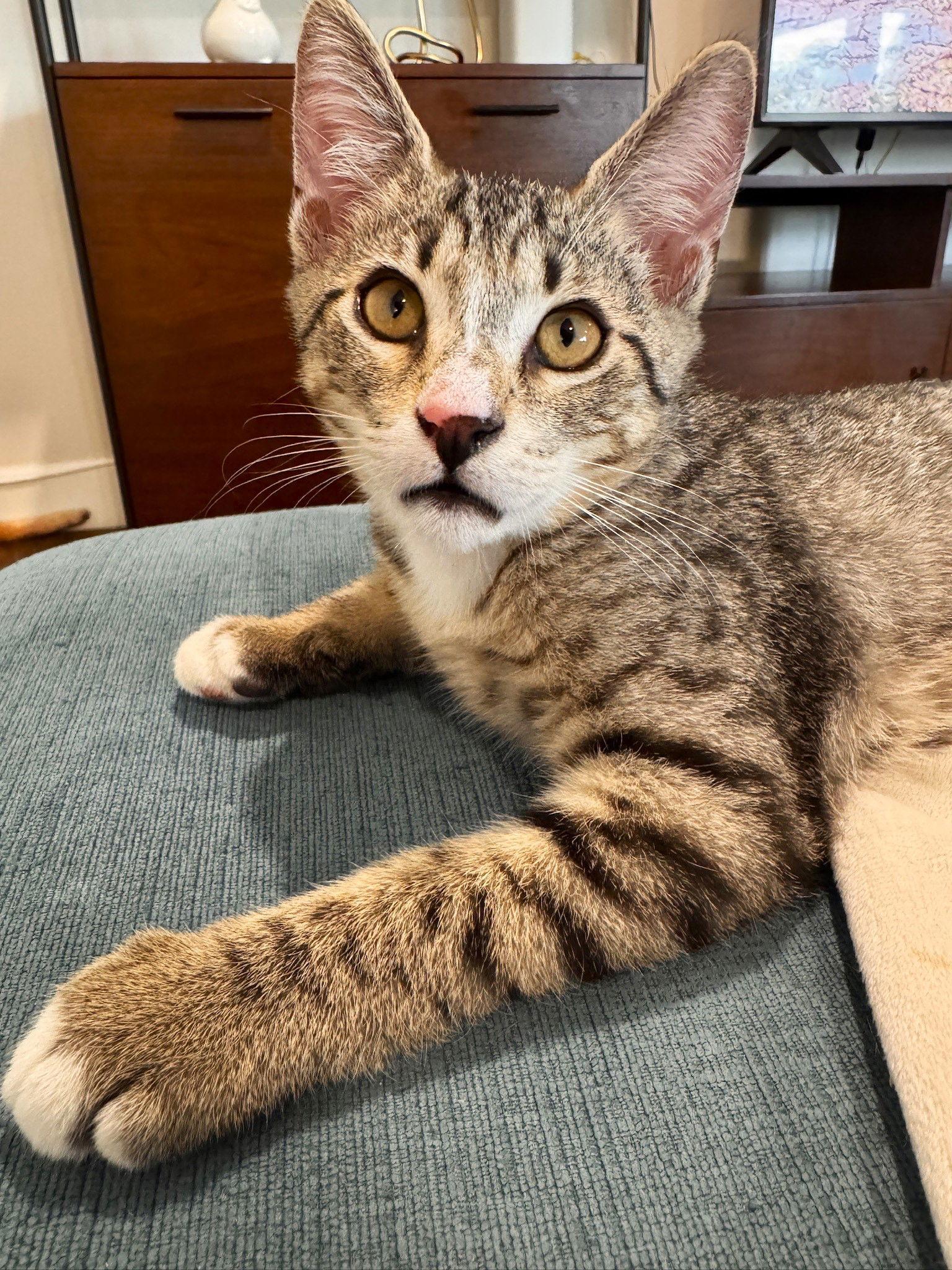 Turbo, a Adoptable mixed breed in Lighthouse Point, FL image 1/3