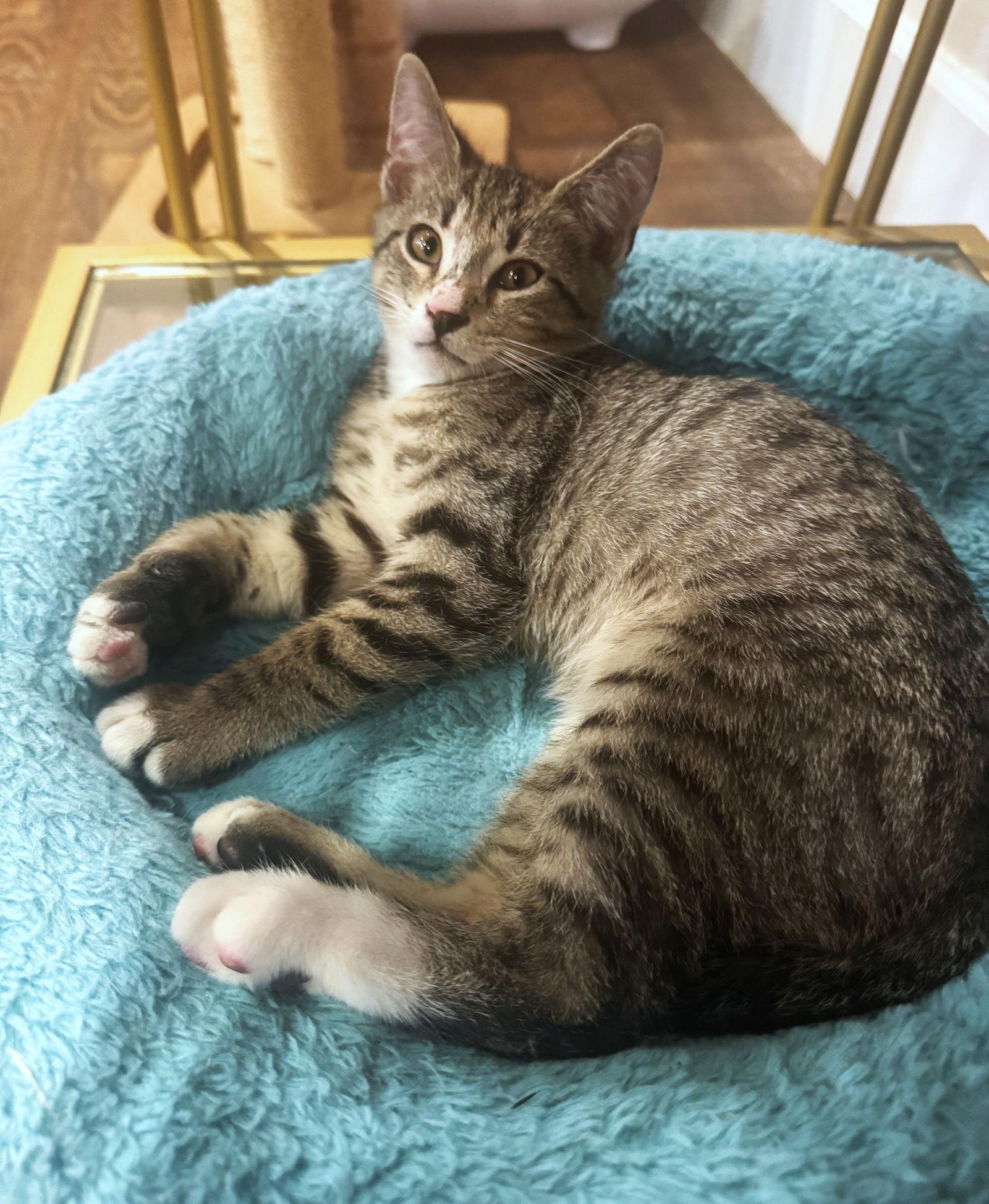 Turbo, a Adoptable mixed breed in Lighthouse Point, FL image 2/3