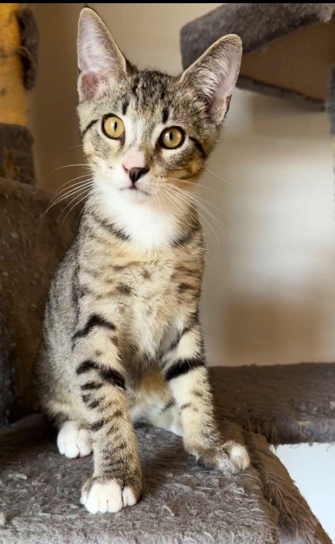 Turbo, a Adoptable mixed breed in Lighthouse Point, FL image 3/3