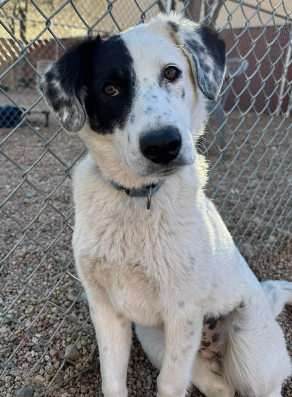 Shilah, Adoptable, Young Female Great Pyrenees & Australian Cattle Dog / Blue Heeler.