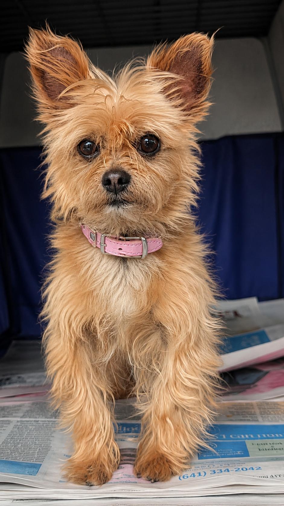 Peanut, a Adoptable mixed breed in Toledo, OH image 2/2