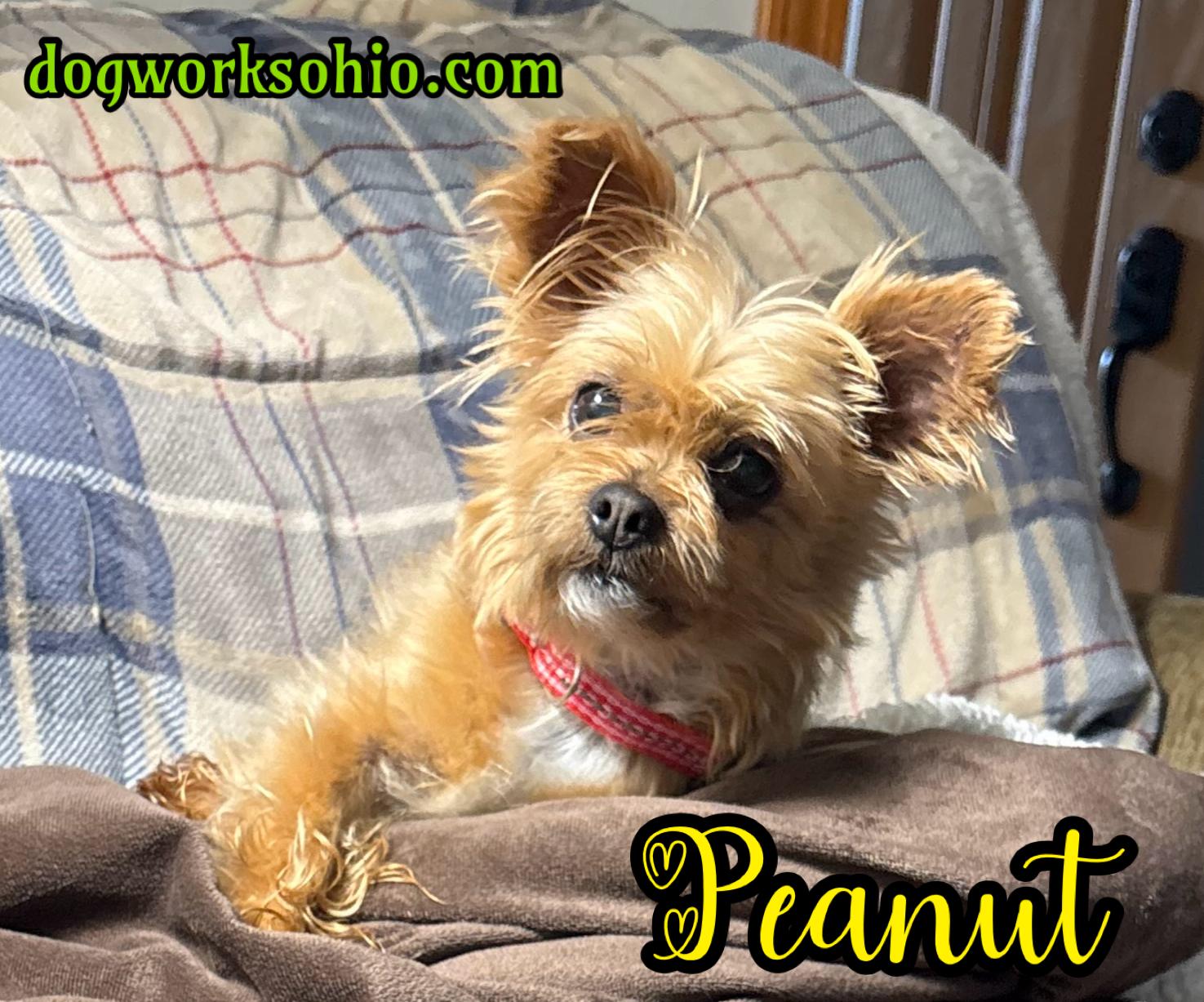 Peanut, a Adoptable mixed breed in Toledo, OH image 1/2