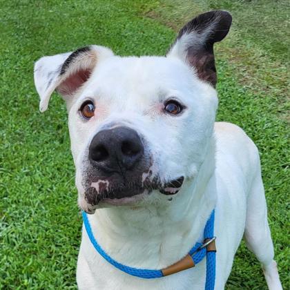 Chico 116-25, a Adoptable mixed breed in Cumming, GA image 2/6