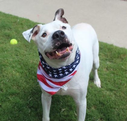 Enlarge Chico 116-25, a Adoptable mixed breed in Cumming, GA image 1/2