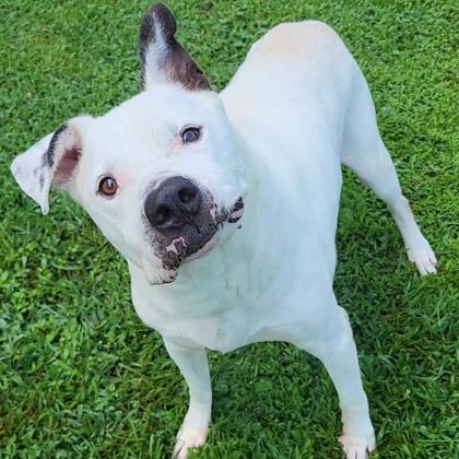 Enlarge Chico 116-25, a Adoptable mixed breed in Cumming, GA image 2/2