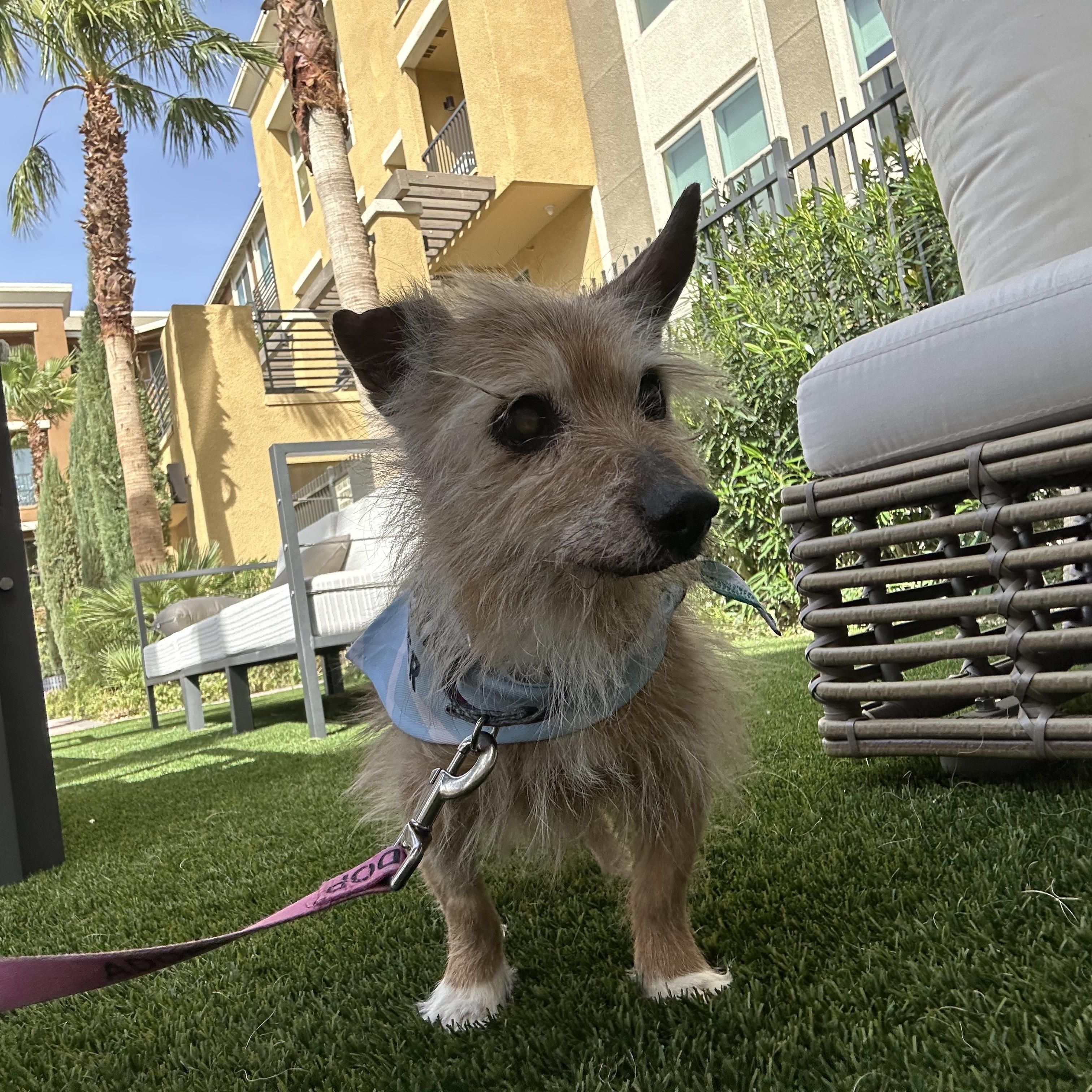 Enlarge Hot Pocket, a ADOPTABLE Terrier in Las Vegas, NV image 2/6