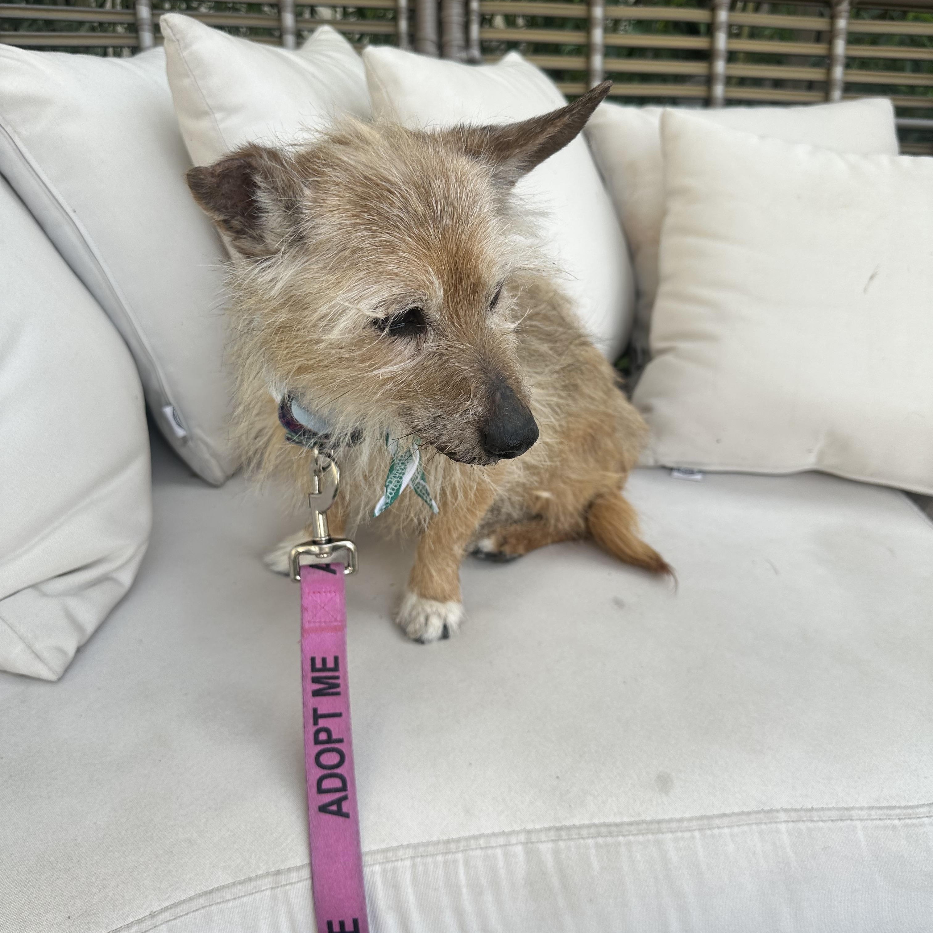 Enlarge Hot Pocket, a ADOPTABLE Terrier in Las Vegas, NV image 5/6