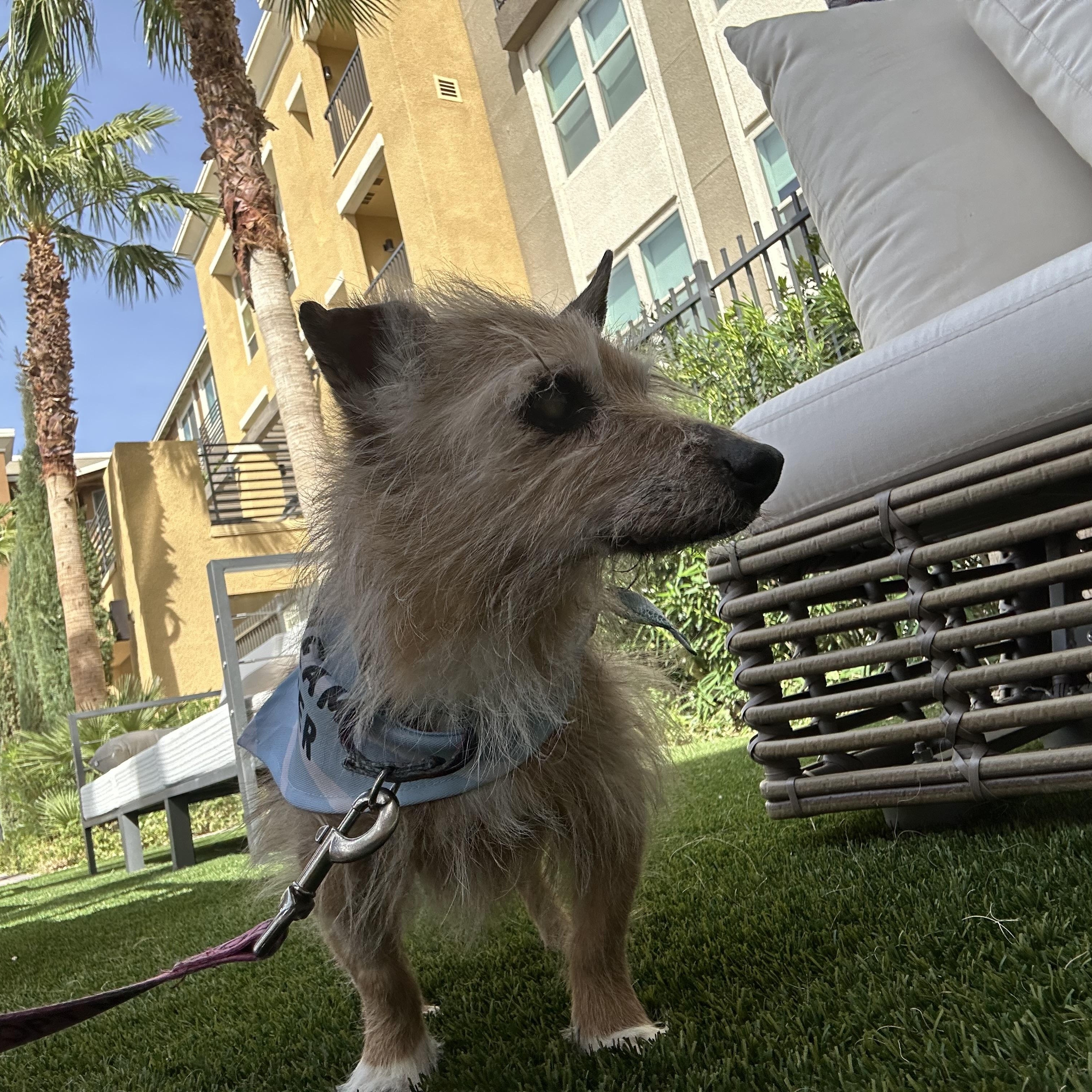 Enlarge Hot Pocket, a ADOPTABLE Terrier in Las Vegas, NV image 6/6