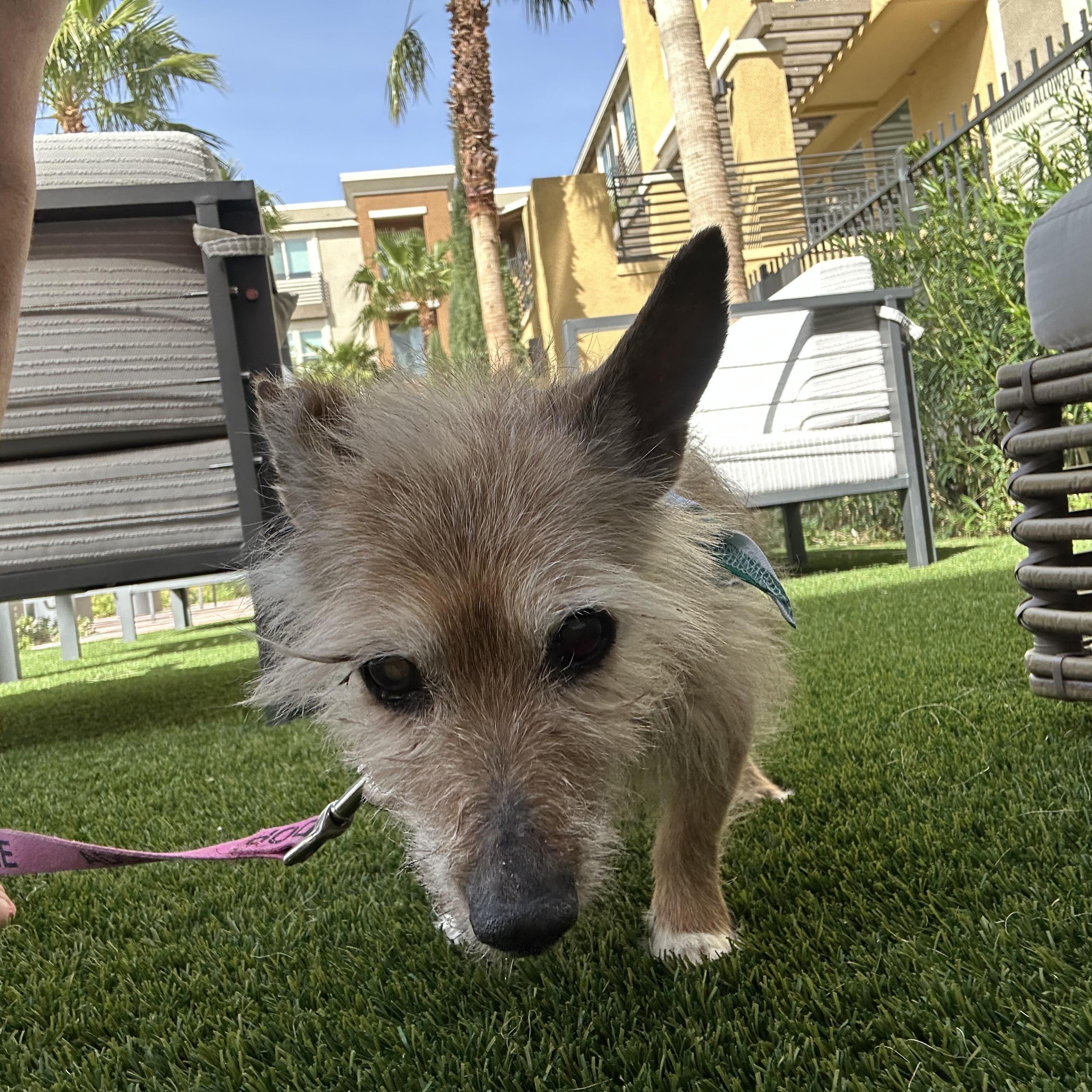 Hot Pocket, ADOPTABLE, Senior Male Terrier.