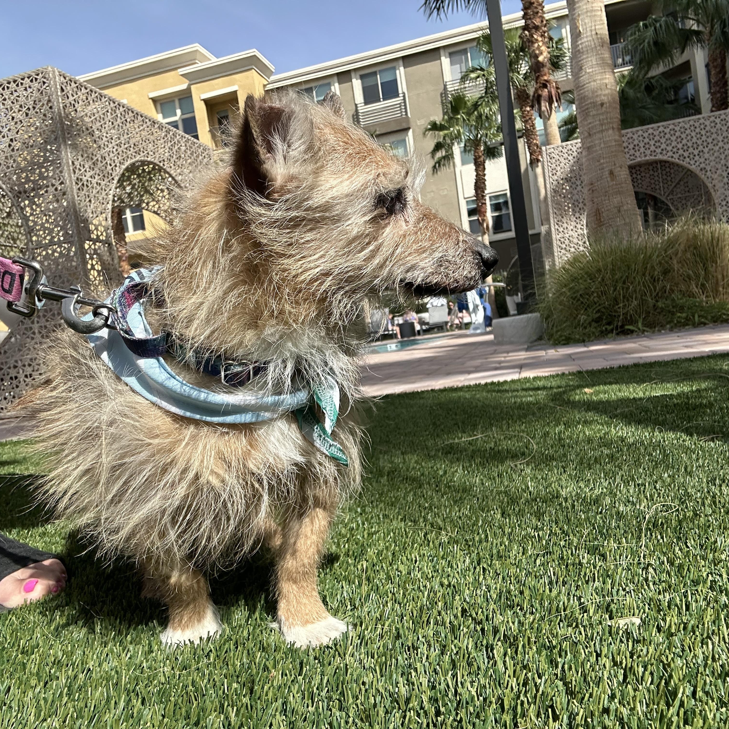 Enlarge Hot Pocket, a ADOPTABLE Terrier in Las Vegas, NV image 3/6
