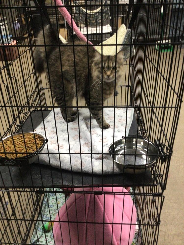 Jasper, Adoptable, Adult Female Domestic Long Hair.