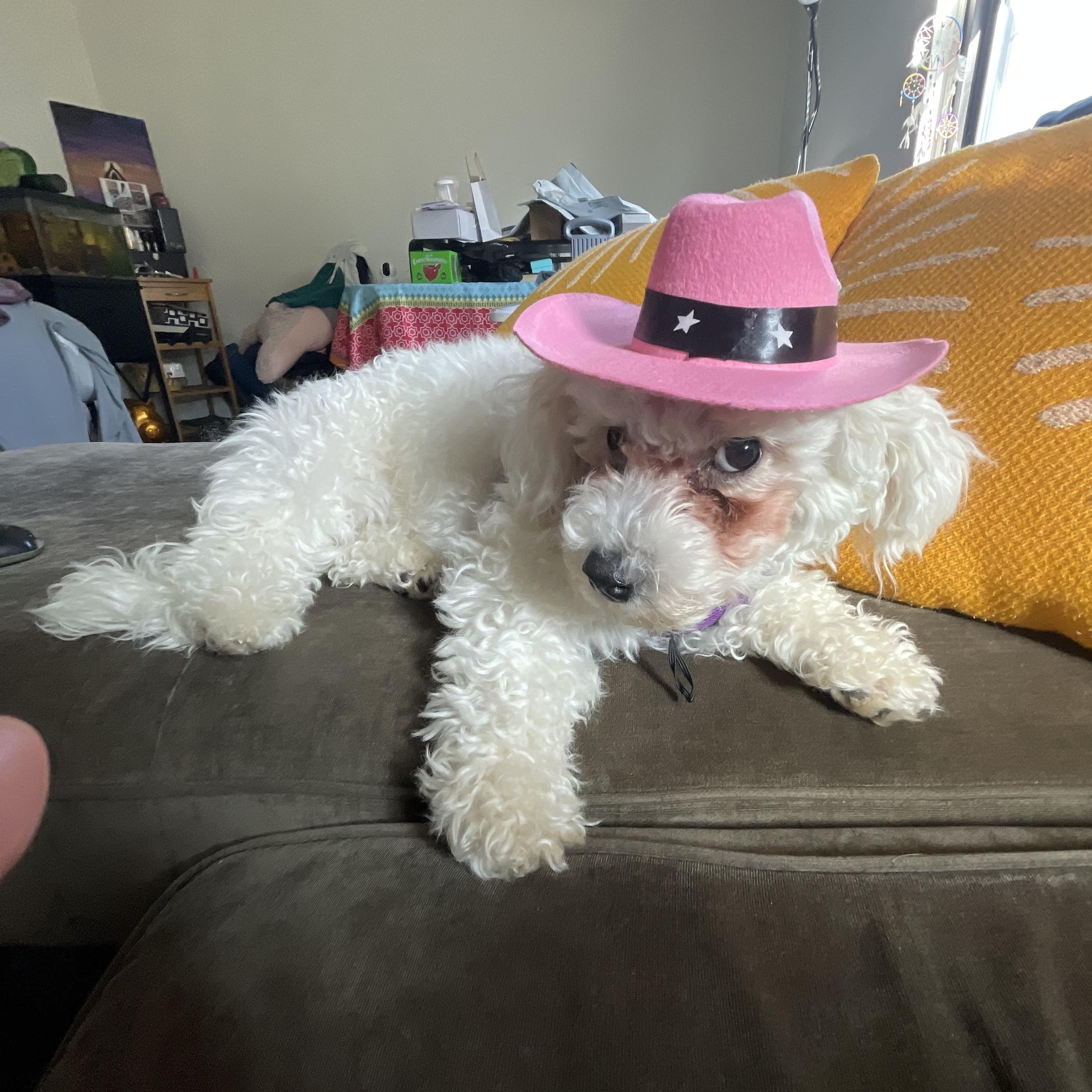 Enlarge MEET SNOWFLAKE- VERY YOUNG FEMALE HYPOALLERGENIC POODLE, an adopted Poodle in Clifton, NJ image 1/6