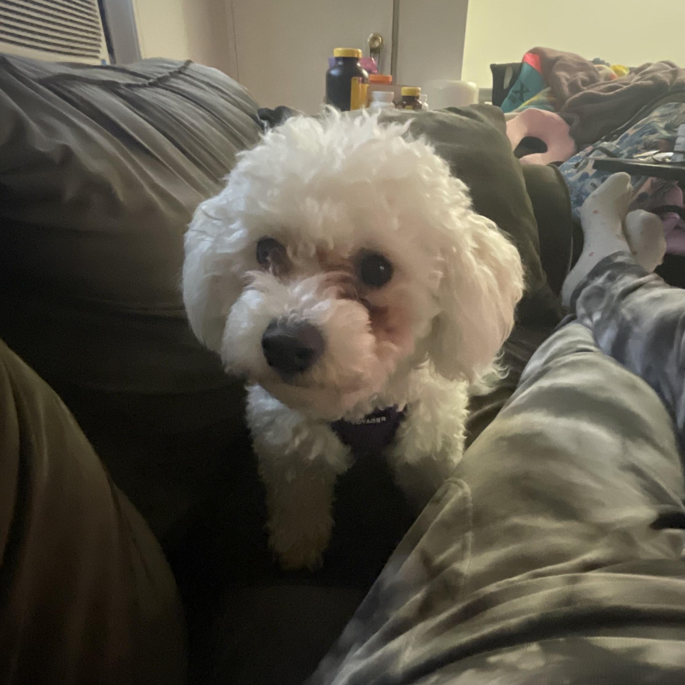 Enlarge MEET SNOWFLAKE- VERY YOUNG FEMALE HYPOALLERGENIC POODLE, an adopted Poodle in Clifton, NJ image 2/6