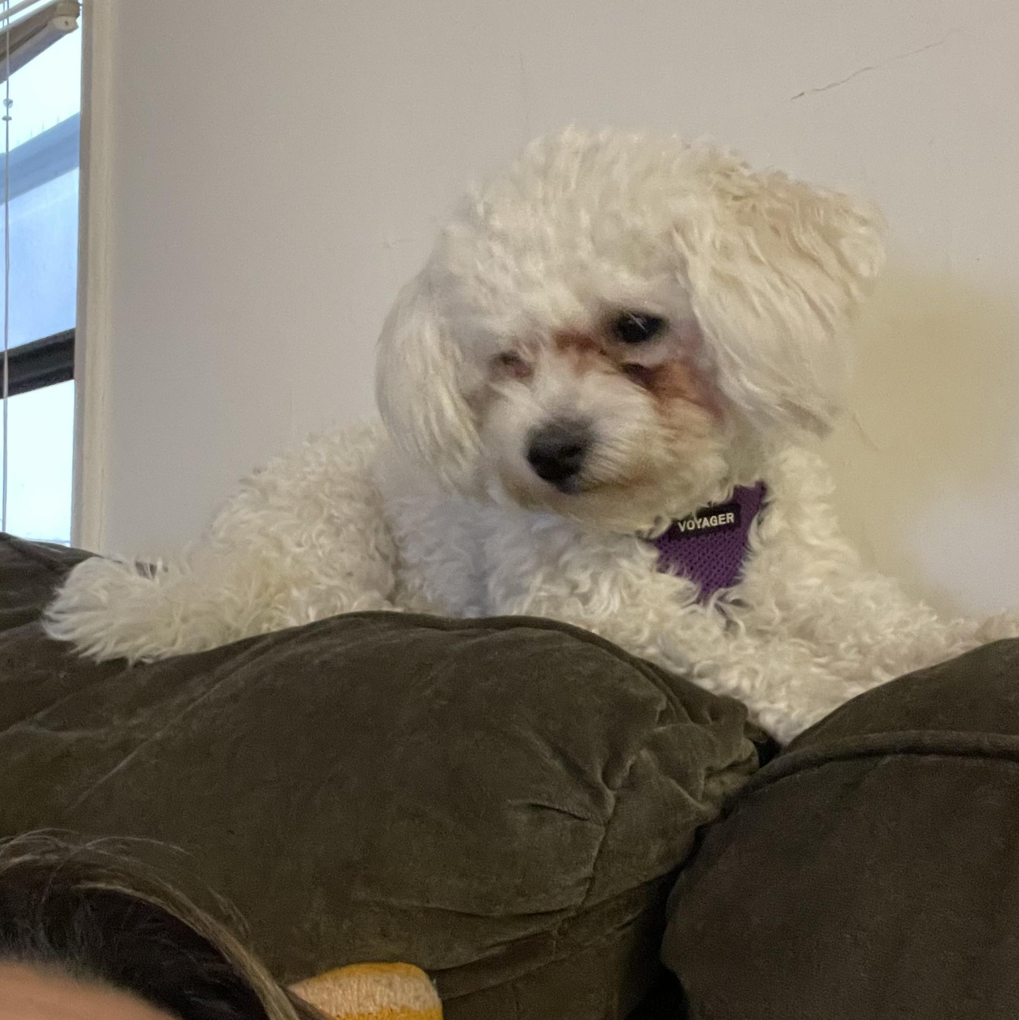 Enlarge MEET SNOWFLAKE- VERY YOUNG FEMALE HYPOALLERGENIC POODLE, an adopted Poodle in Clifton, NJ image 3/6