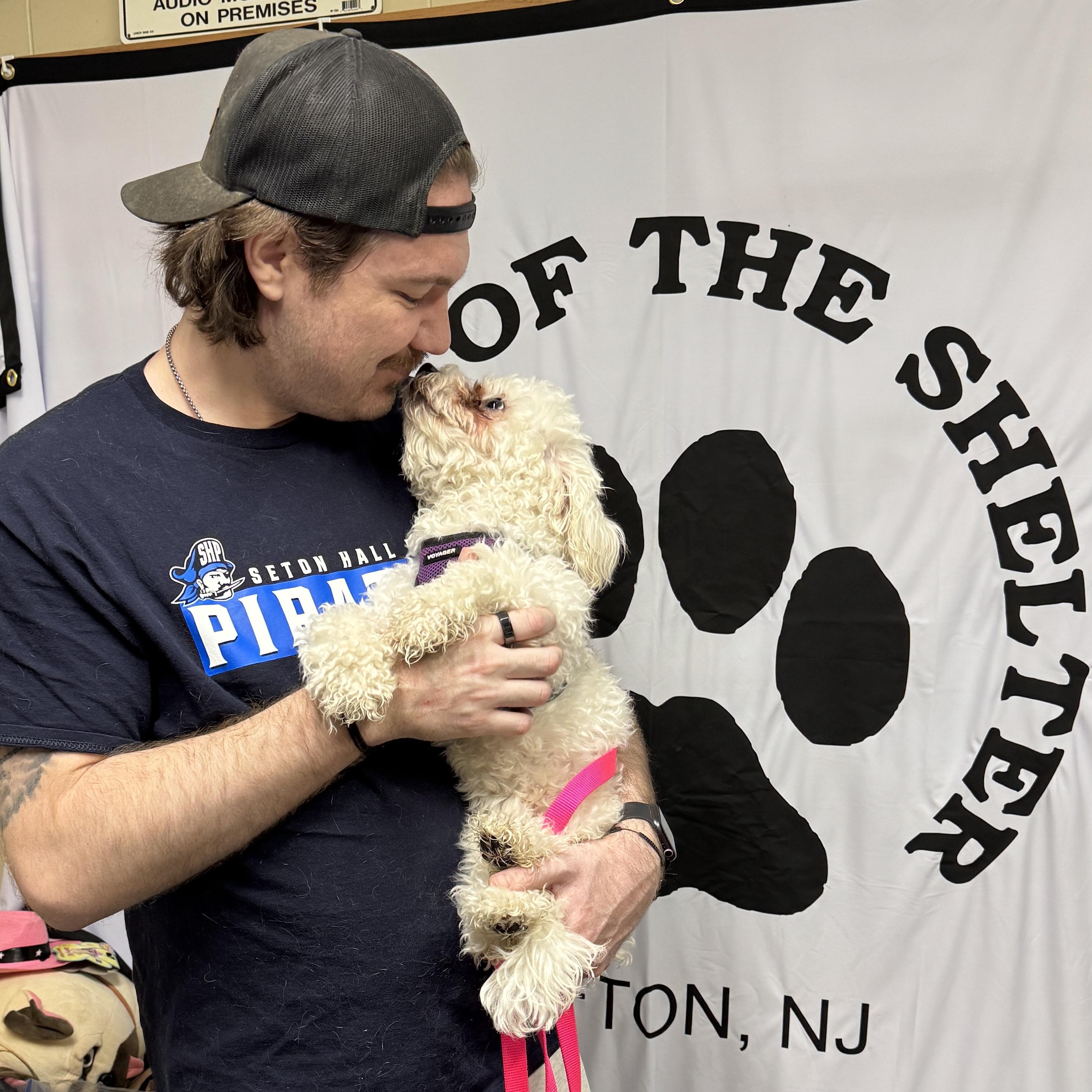 Enlarge MEET SNOWFLAKE- VERY YOUNG FEMALE HYPOALLERGENIC POODLE, an adopted Poodle in Clifton, NJ image 4/6