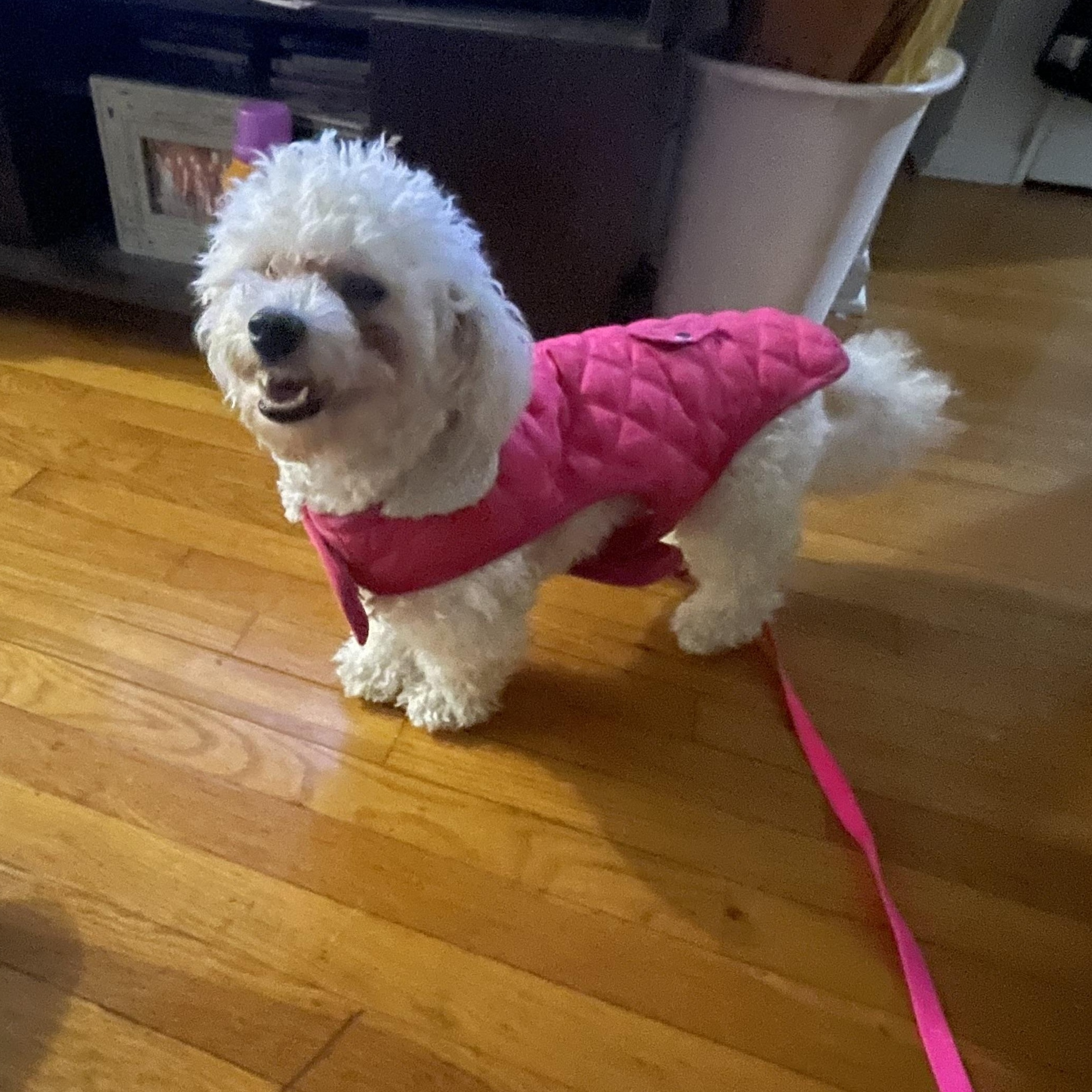 Enlarge MEET SNOWFLAKE- VERY YOUNG FEMALE HYPOALLERGENIC POODLE, an adopted Poodle in Clifton, NJ image 5/6
