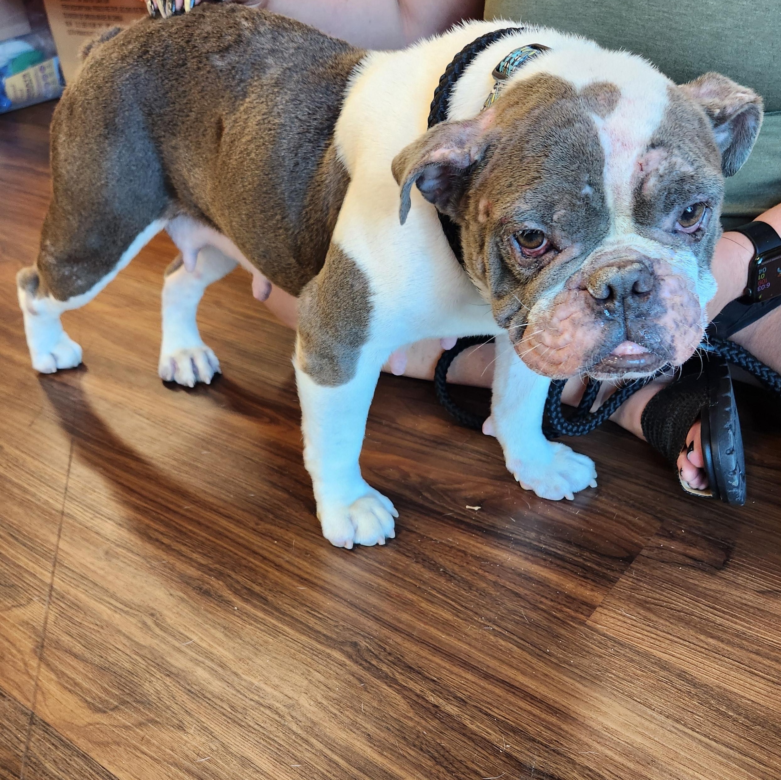 Enlarge BERNADETTE "BENNI", a Adopted English Bulldog in ROWLETT, TX image 1/2