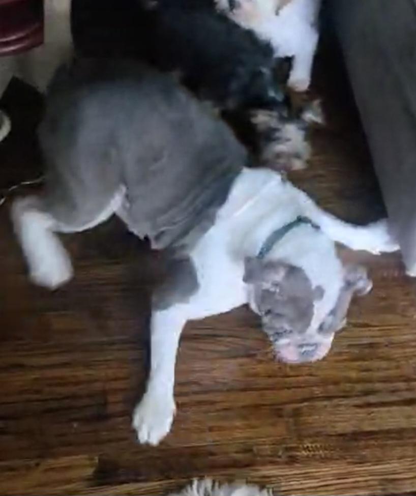 Enlarge BERNADETTE "BENNI", a Adopted English Bulldog in ROWLETT, TX image 2/2