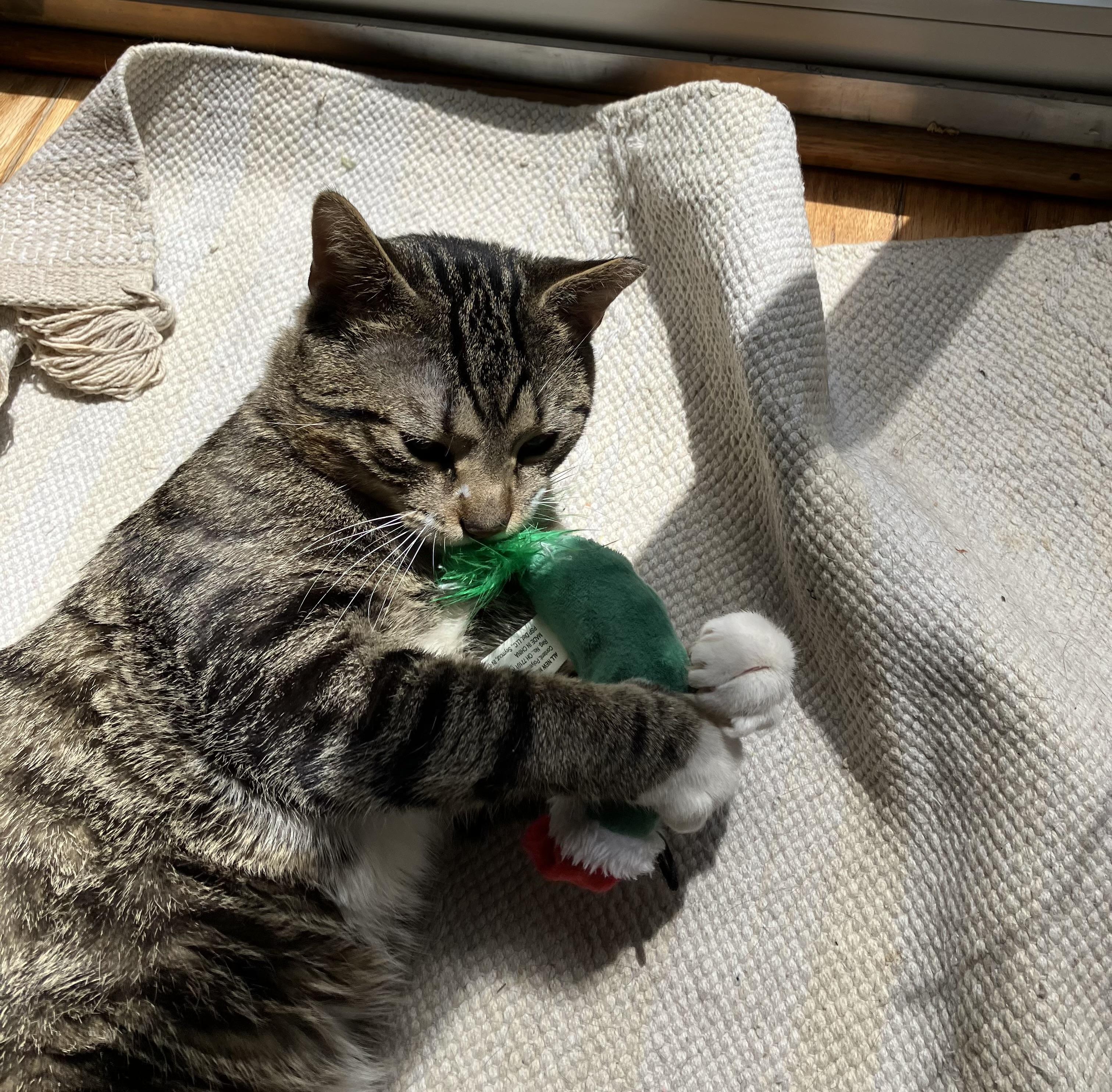 Marvin , an adopted Tabby in Independence, OH image 1/6
