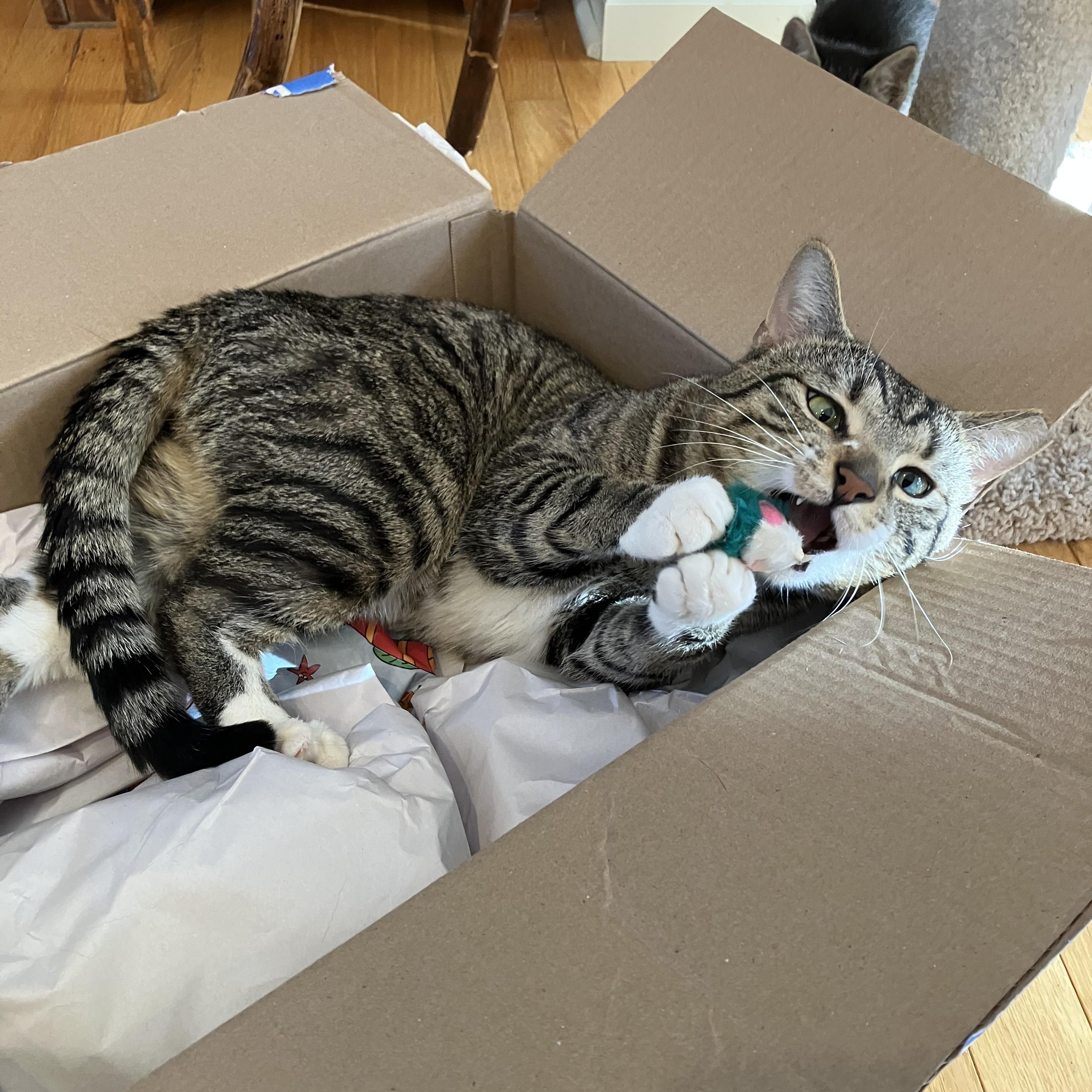 Marvin , an adopted Tabby in Independence, OH image 6/6