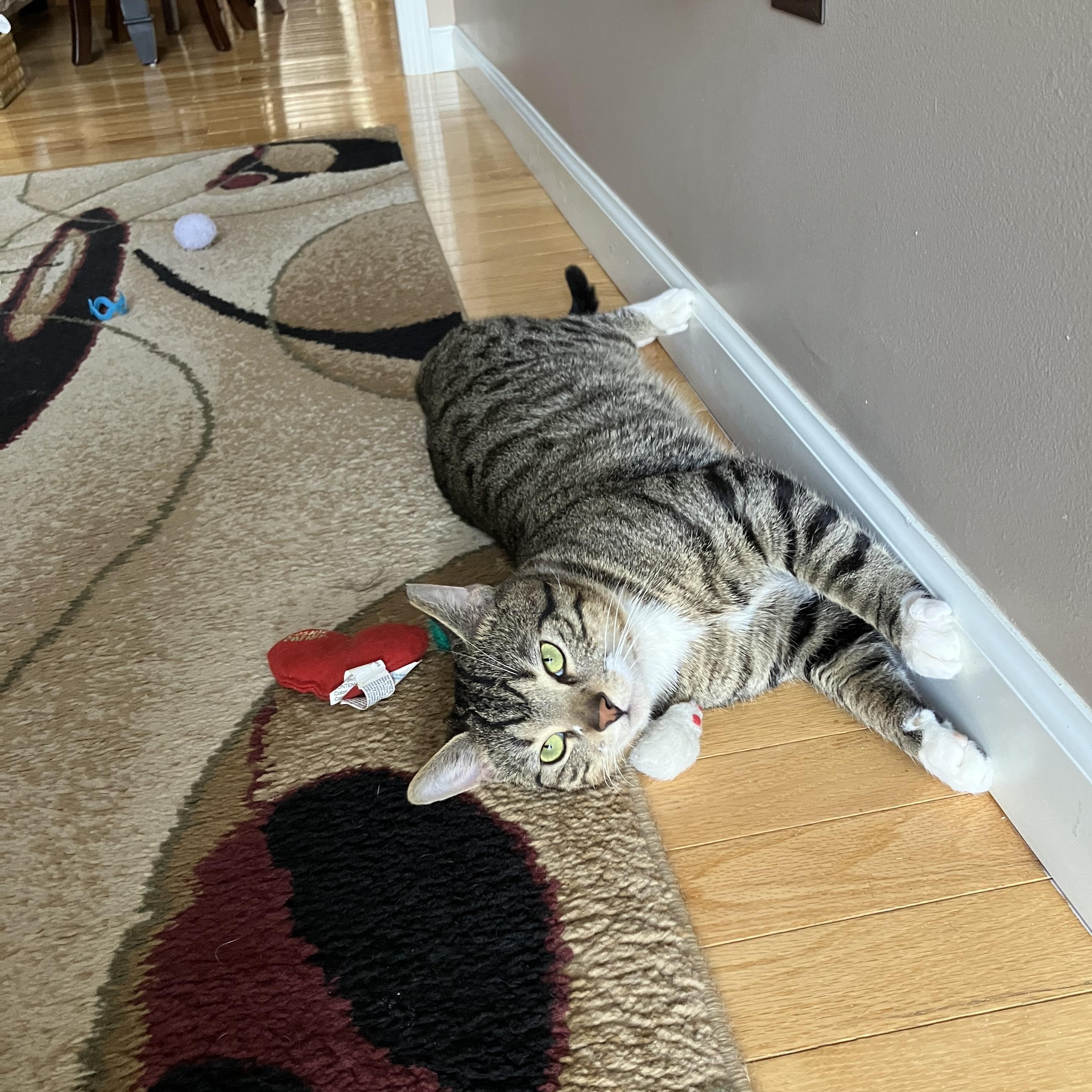 Marvin , an adopted Tabby in Independence, OH image 4/6