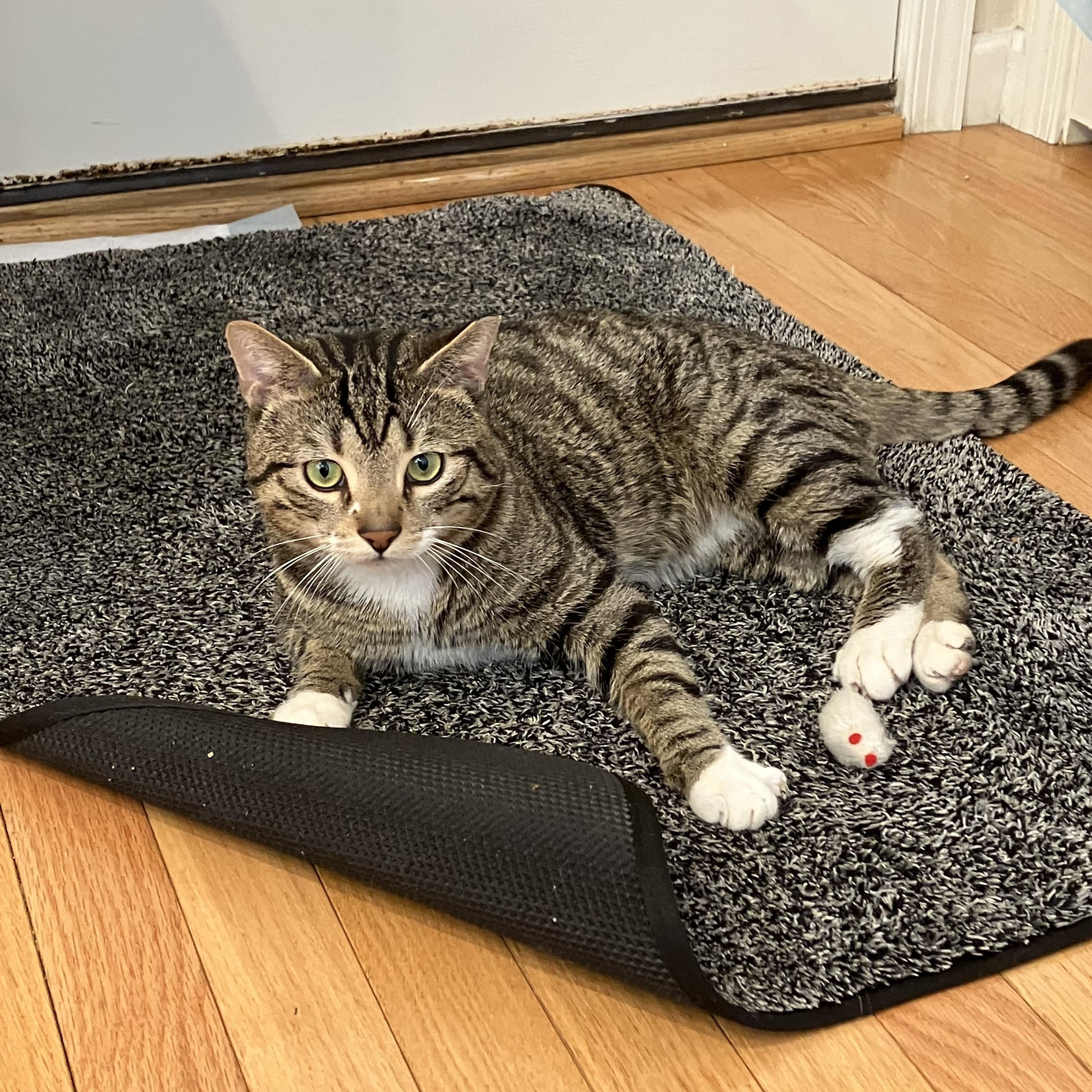 Marvin , an adopted Tabby in Independence, OH image 3/6