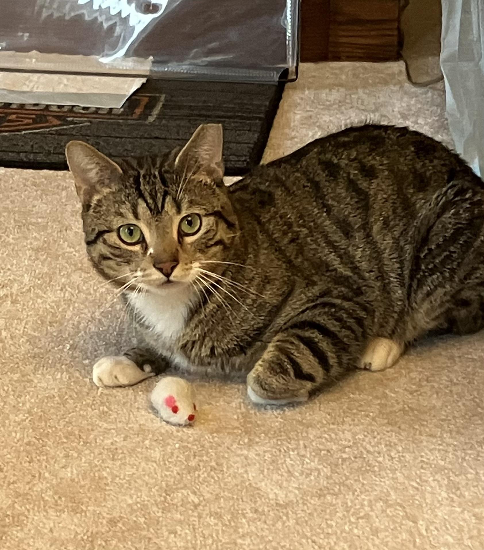 Marvin , an adopted Tabby in Independence, OH image 5/6