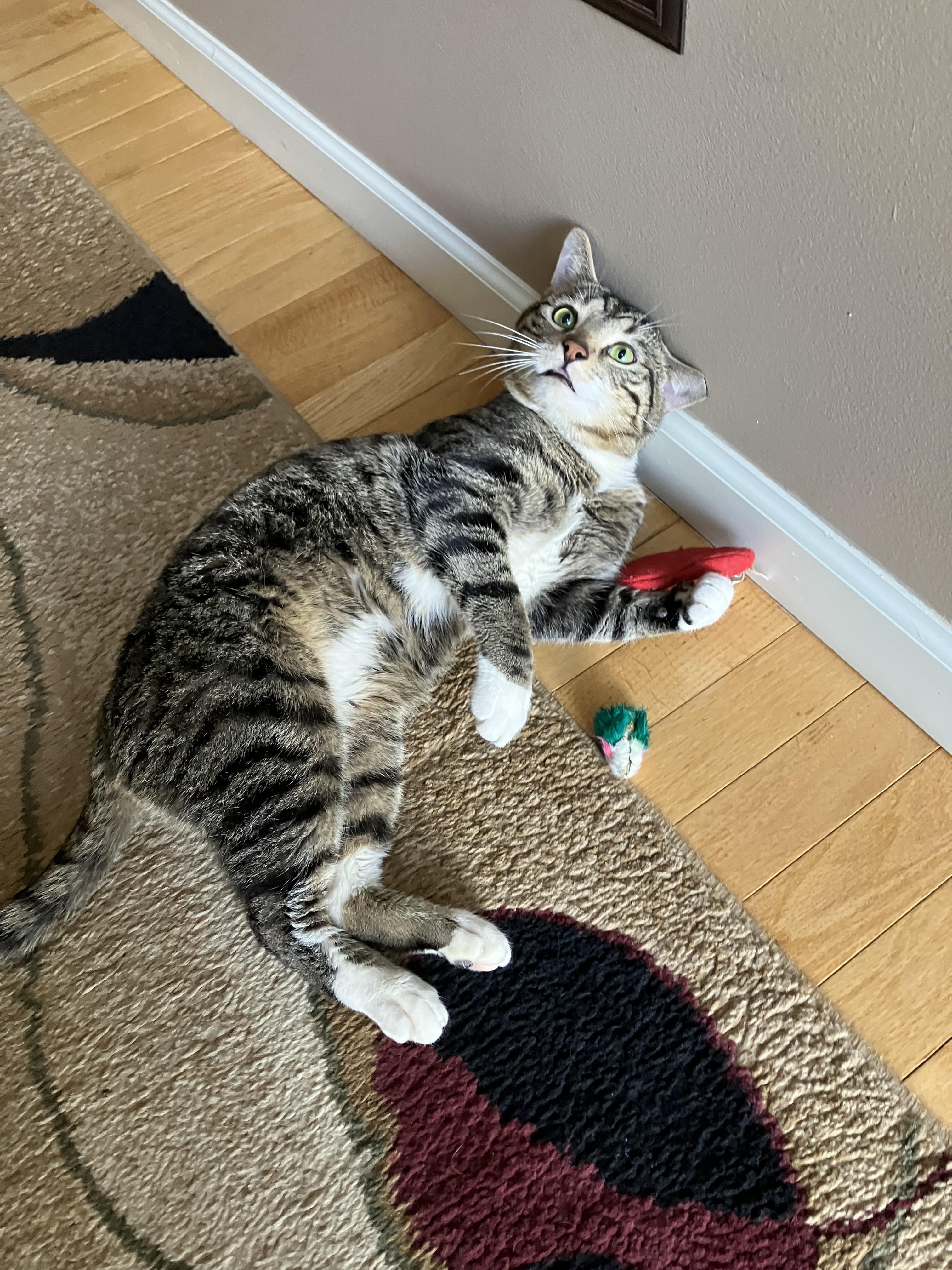 Marvin , an adopted Tabby in Independence, OH image 2/6