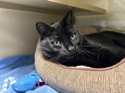 Donny, a Adoptable Domestic Short Hair in Virginia Beach, VA image 2/2