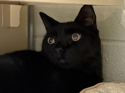 Donny, a Adoptable Domestic Short Hair in Virginia Beach, VA image 1/2