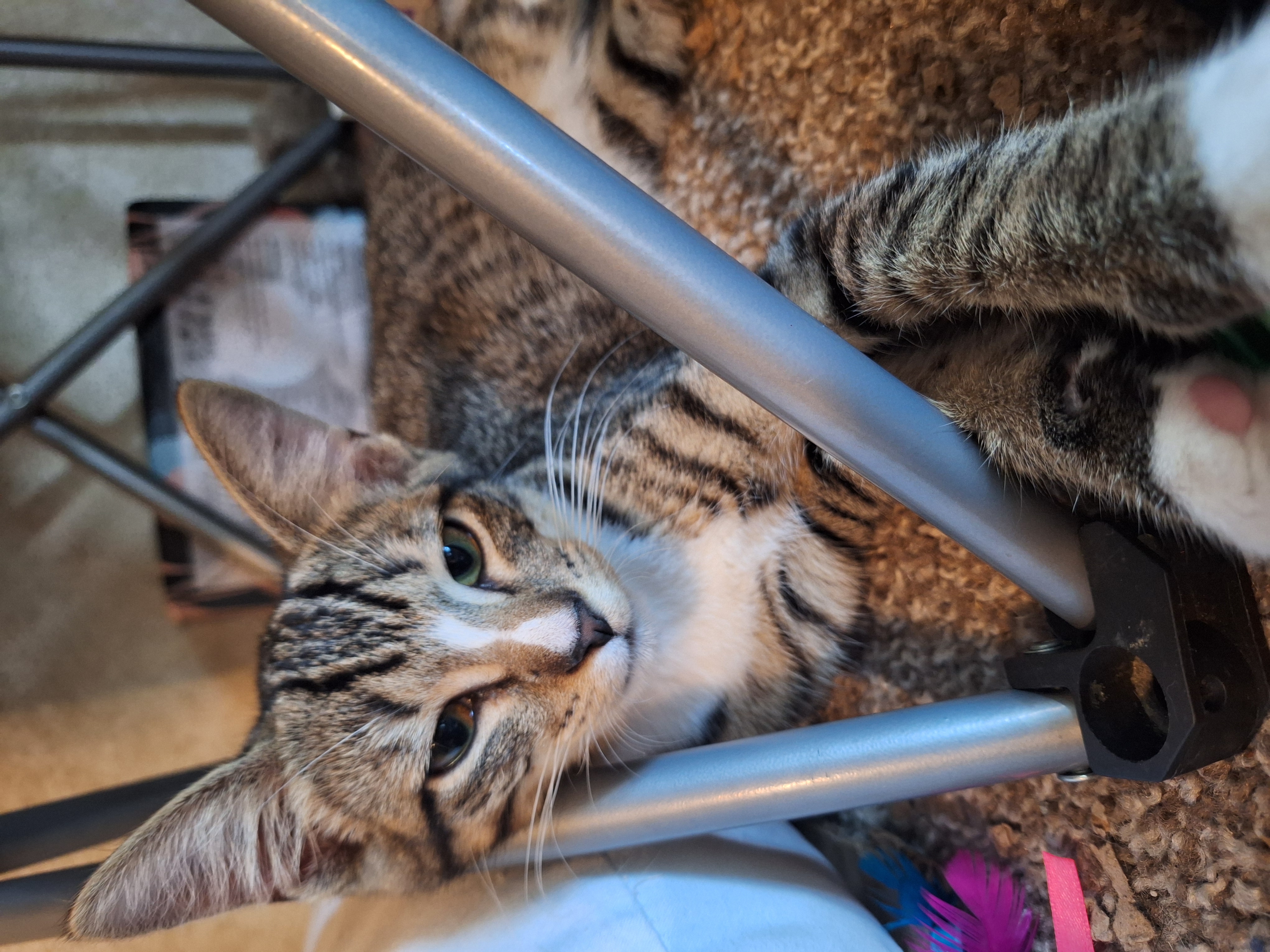 Samantha, Adoptable, Young Male American Shorthair.